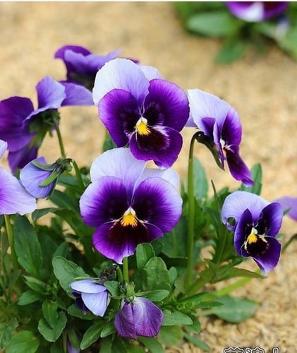 بذور بانسي بيكونزفيلد Pansy Beaconsfield