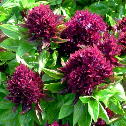 بذور ريحان الكاردينال العضوي -Organic Cardinal Bas...