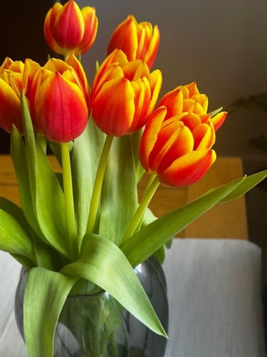 ابصال توليب جوهرة الأقحوان -Tulip bulbs Jewel of t...