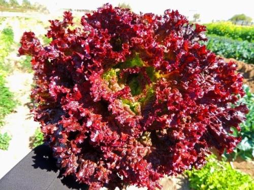 بذور خس لولو - Dark Lollo Rossa Lettuce