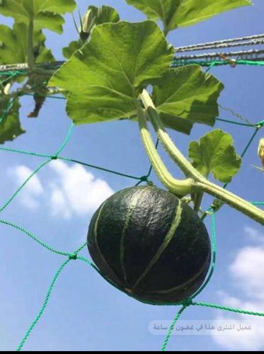 شبك حديقة لتعليق الخضروات المتسلقة والزهور