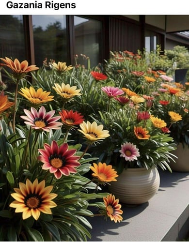 بذور زهور الجازانيا المتعددة الألوان . - Multicolo...