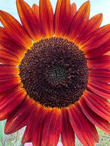 بذور زهور عباد الشمس ملكة المخمل - velvet queen (...