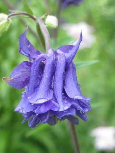 بذور زهور أكويليجيا بيدرمير مختلطة - Aquilegia Bie...