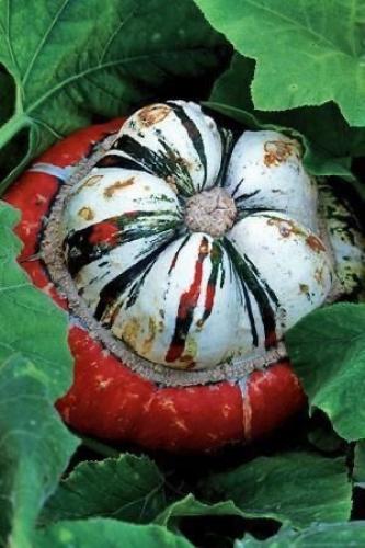 بذور يقطين عمامة الترك - Turkish turban pumpkin se...