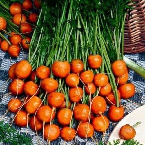 بذور الجزر ( سوق الجزر باريس)