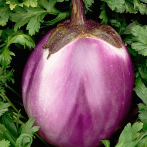 بذور باذنجان الجمال الوردي -Pink Beauty Eggplant S...