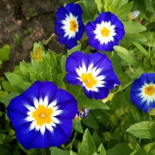 بذور زهور اللبلاب الراية الزرقاء ثلاثي الألوان ( م...