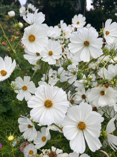 بذور زهور كوزموس النقاء الابيض -Cosmos Purity Whit...