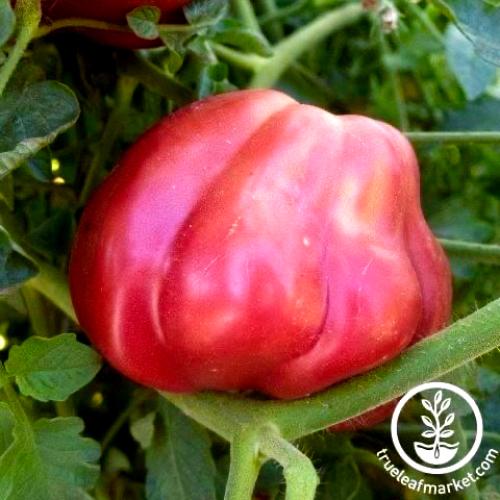 بذور طماطم التقطيع الوردية الواكساكي - Tomato Seed...