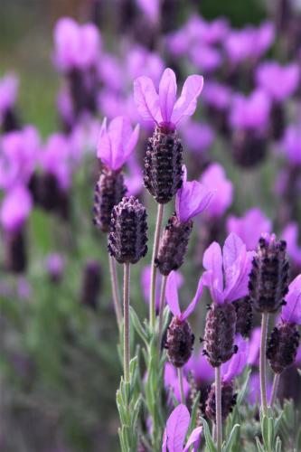 بذور لافندر ستويشاس الفرنسي