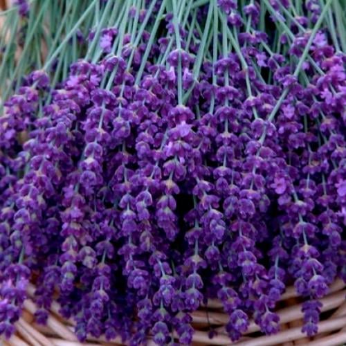 بذور لافندر عضوي - Organic Lavender