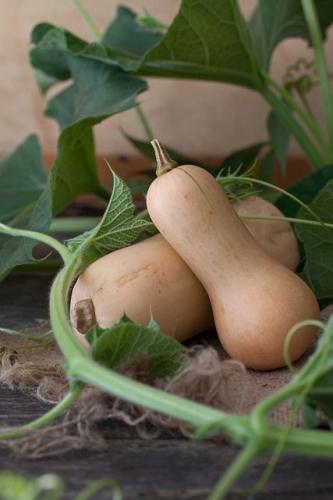 بذور قرع الجوز ( هجين ) - F1 butternut squash seed...
