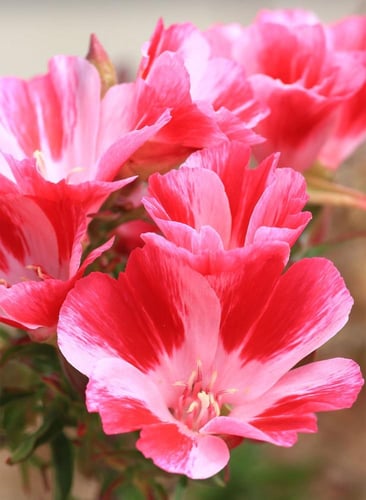 بذور زهرة جوديتا روزوڤ -Judeta rosea flower seeds