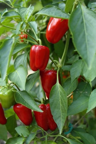 بذور فلفل احمر ساحة استي روسو الحمراء - Red Este R...