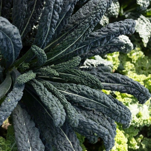 بذور الكيل الأسود السحري -Black Magic Kale Seed