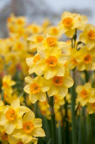 ابصال النرجس الكبيرة المقعرة الصفراء - Narcissus b...