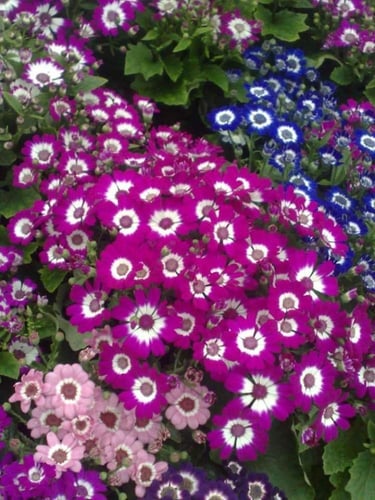 بذور زهور السينيراريا - cineraria flower seeds