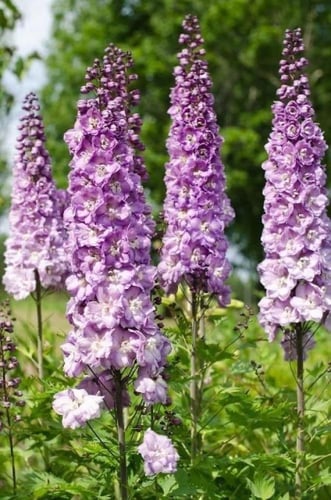 بذور زهور الدلفينيوم المنوعة ( مهماز السيد ) -Delp...