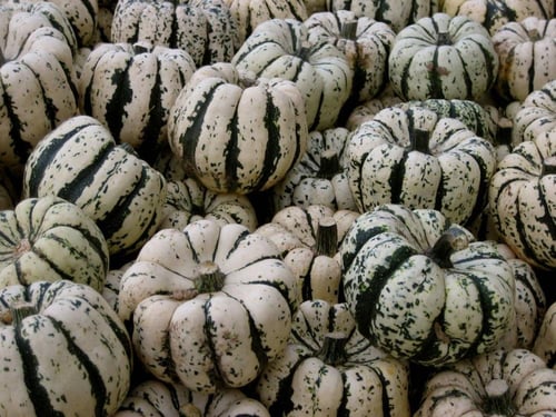 قرع الشتاء الحلوه زلابية