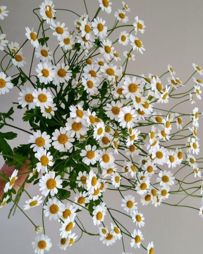 بذور زهور البابونج - Chamomile flower seeds