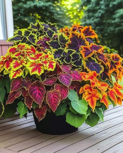 بذور نبات الكاليوس ( السجاد ) - Coleus seeds