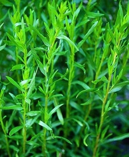 بذور زعتر سافوري صيفي - Summer Savory
