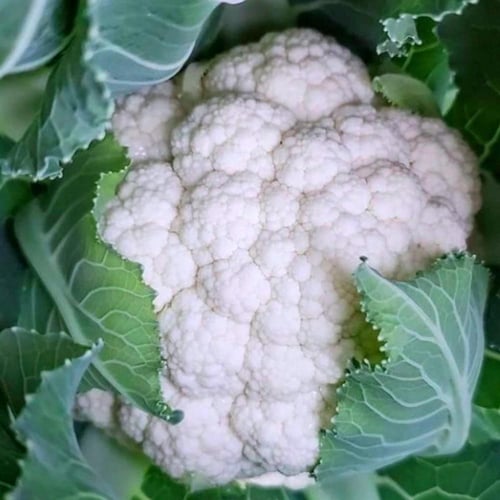 بذور قرنبيط ابيض - white cauliflower seeds