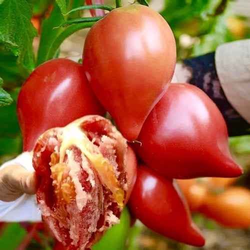 بذور طماطم بورجيز ( القطرة ) متوارث- Borghese toma...