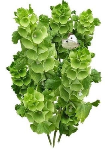 بذور زهور أجراس أيرلندا - Bells of Ireland Seeds