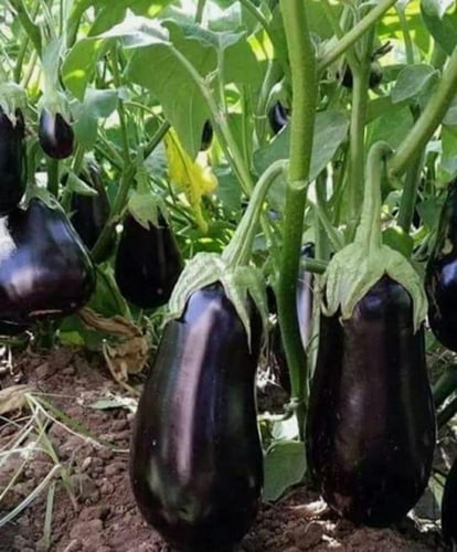 بذور باذنجان الجمال الاسود - Black Beauty Eggplant...