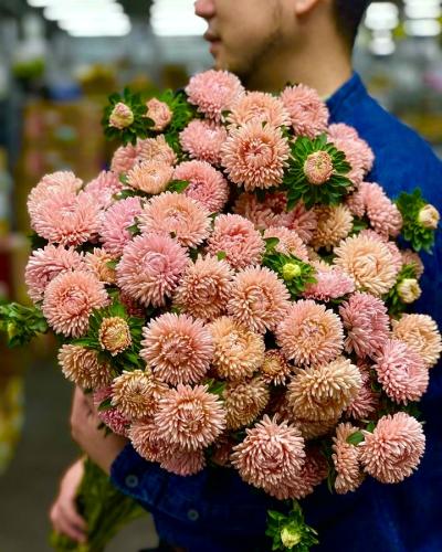 بذور زهرة استر ( برج الشمواه ) - Aster flower seed...