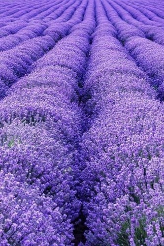 بذور لافندر عضوي - Organic Lavender