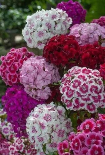 بذور زهرة القرنفل "سويت ويليام" - Sweet William ca...