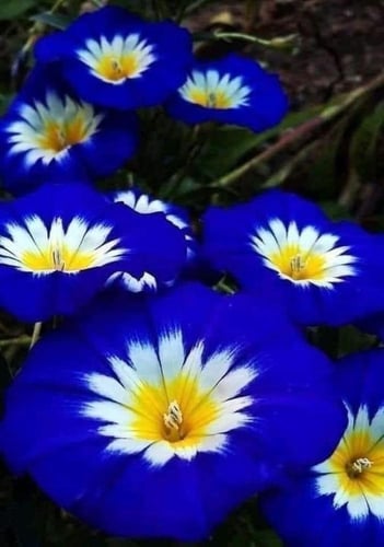 بذور زهور اللبلاب الراية الزرقاء ثلاثي الألوان ( م...