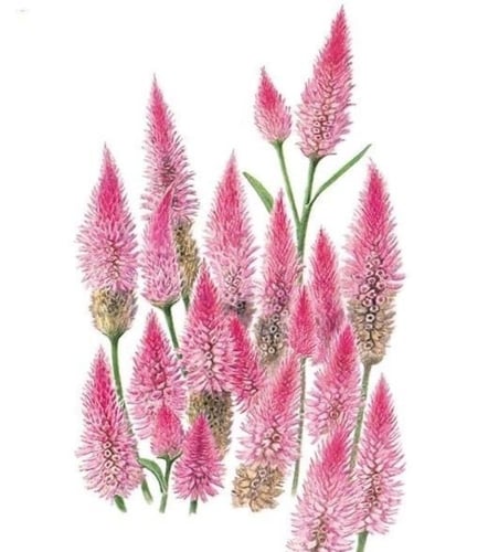 بذور زهور سلوسيا ( سلوزيا ) الفلامنجو - flamingo c...