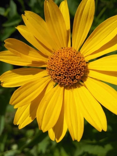 بذور دوار الشمس عين الثور - Sunflower Ox Eye