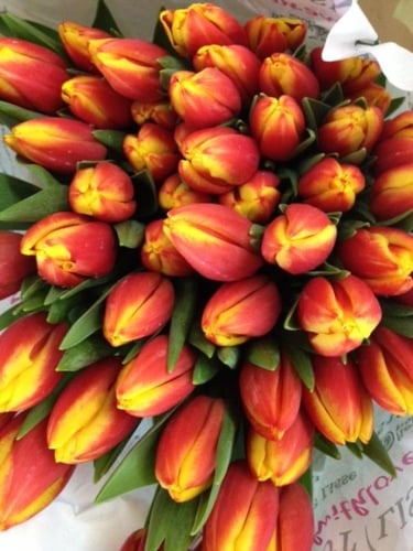 ابصال توليب جوهرة الأقحوان -Tulip bulbs Jewel of t...