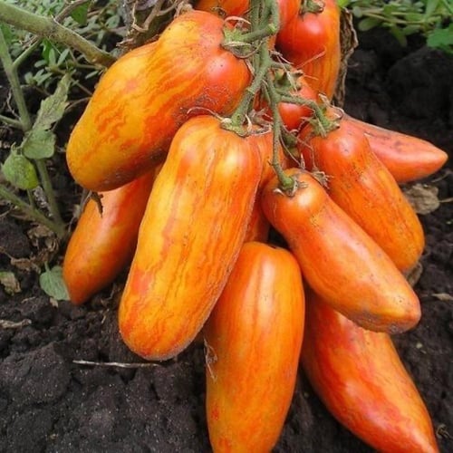 بذور طماطم رومانيا المرقطة - Tomate 'Speckled Roma...