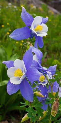 بذور زهرة الحوذان ماكاناس العملاق - Columbine Seed...
