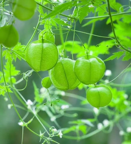 بذور متسلقة البالون او الفانوس (متوارث)