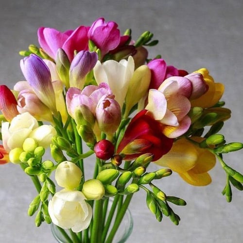 ابصال ازهار الفريزيا الملونة - Colored freesia bul...