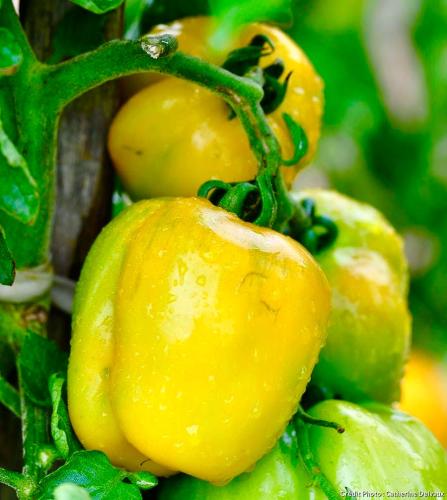 بذور طماطم الفلفل - pepper tomato seeds'