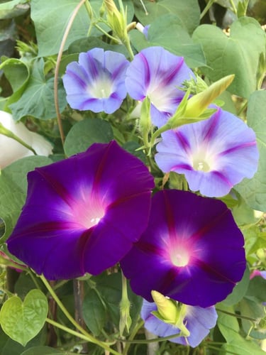 بذور زهور مجد الصباح الملونة - Colorful Morning Gl...