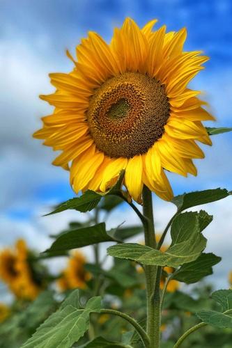 بذور زهور عباد الشمس العملاق ( عضوي ) - Giant sunf...