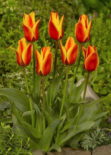 ابصال توليب جوهرة الأقحوان -Tulip bulbs Jewel of t...
