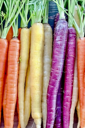 بذور مزيج الجزر قوس قزح - Rainbow Blend Carrot