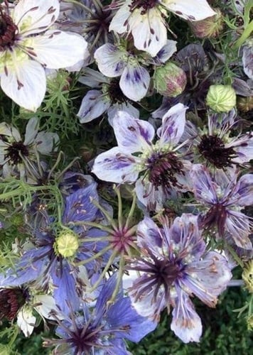 بذور زهور حبة البركة دلفت بلو ( شركة جونسون ) - Ni...