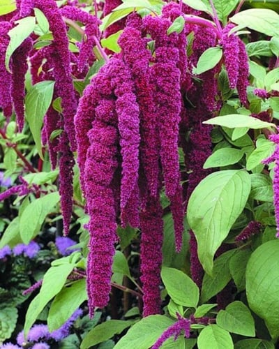 بدور زهور الأمارنث الفوشيا - fuchsia amaranth flow...