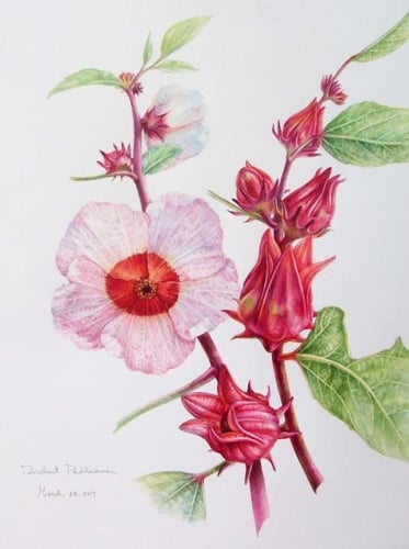 بذور كركديه - Hibiscus seeds